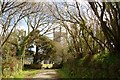 Avenue of trees leading to Mabe Church