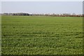 Arable field near Charney Bassett