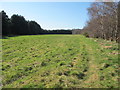 Field and Woods near Red Craig