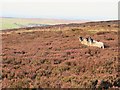 NY9546 : Swaledales on Allenshields and Buckshott Moor by Mike Quinn