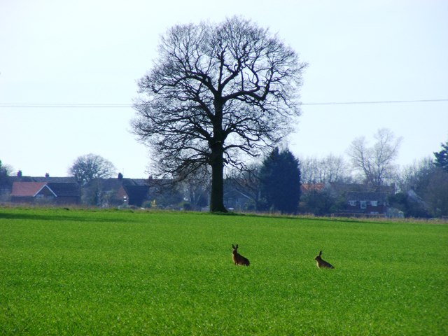 Suffolk Farm Land with Hares