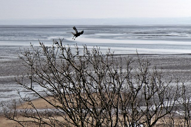 Crow in flight, Thurstaston Beach