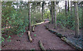 TM0008 : Pine Walk by Roger Jones