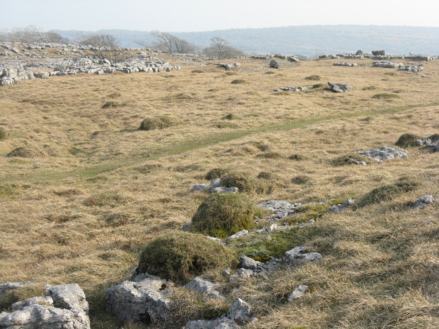 Limestone grassland on Newbiggin Crags