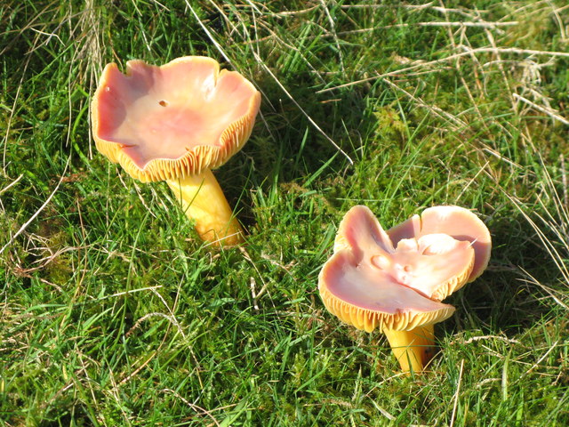 Mushrooms on Middle Shield Park