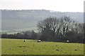 ST0531 : West Somerset : Grassy Field & Sheep by Lewis Clarke