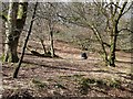 Winter woodland near Pearsie