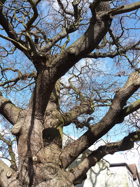 Detail of oak, Woodland Way