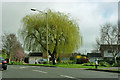 Willow on Hanging Hill Lane