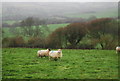 SY4393 : Sheep, Quarry Cross by N Chadwick