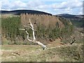 Dead tree above the valley of the Pearsie Burn