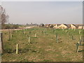 New trees in Milton Creek Country Park