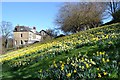 Bank of daffodils, Bingham Park, Sheffield