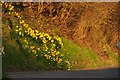 ST0430 : West Somerset : Glass's Rocks Lane Daffodils by Lewis Clarke