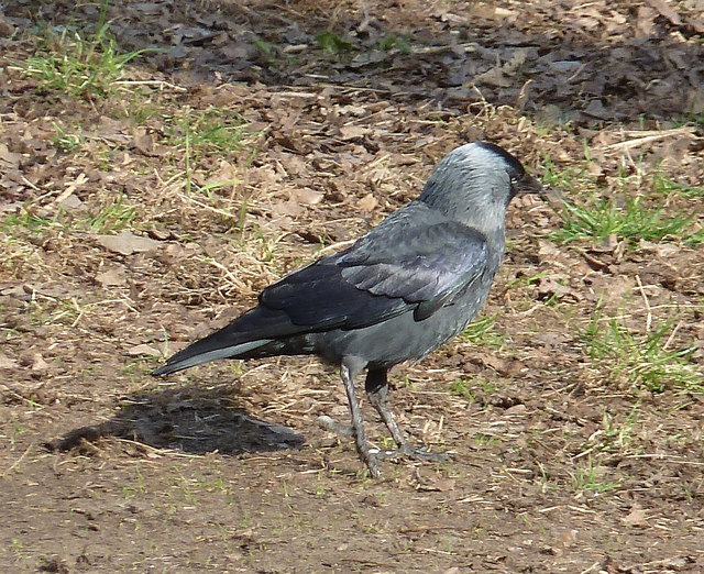 Jackdaw (Corvus monedula) in Sheen Wood