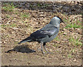 Jackdaw (Corvus monedula) in Sheen Wood