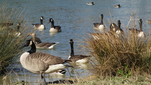 Geese on Common Pond