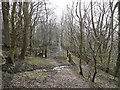 Track enters forest on east side of Chainley Burn