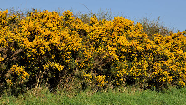 Whin Bushes Near Craigantlet Hill © Albert Bridge Cc By Sa20