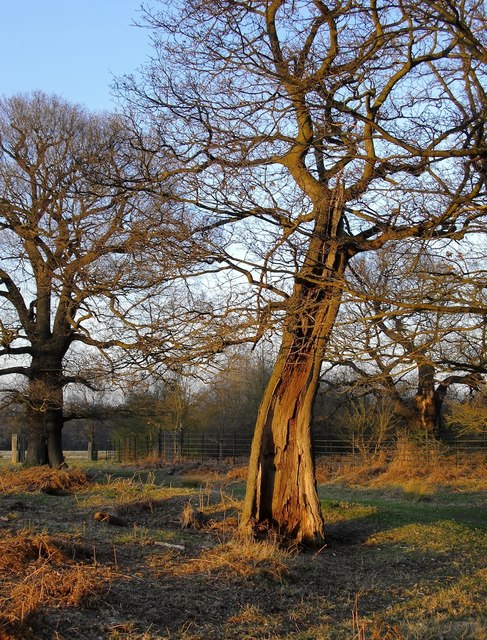 Oaks at the edge of Two-Storm Wood, Richmond Park