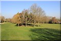 Clump of trees on Lilleybrook Golf Course