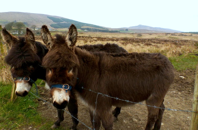 Donkeys on the road to Glenmacannivie