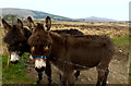 G8289 : Donkeys on the road to Glenmacannivie by louise price
