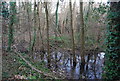 Woodland pond by Home Farm Lane