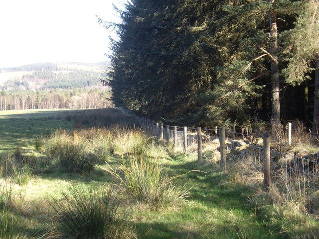 Edge of Braeside Wood