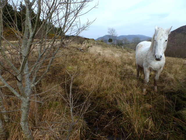 Horse at Glenmacinnive