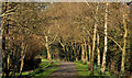 Spring path, Kiltonga, Newtownards (2)