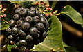 J4774 : Ivy berries, Kiltonga, Newtownards by Albert Bridge