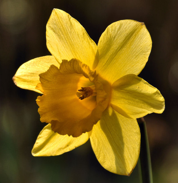 Daffodil, Kiltonga, Newtownards
