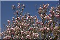 Magnolia blossom