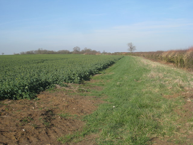View alongside a hedge