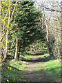 Path by Haltwhistle Burn