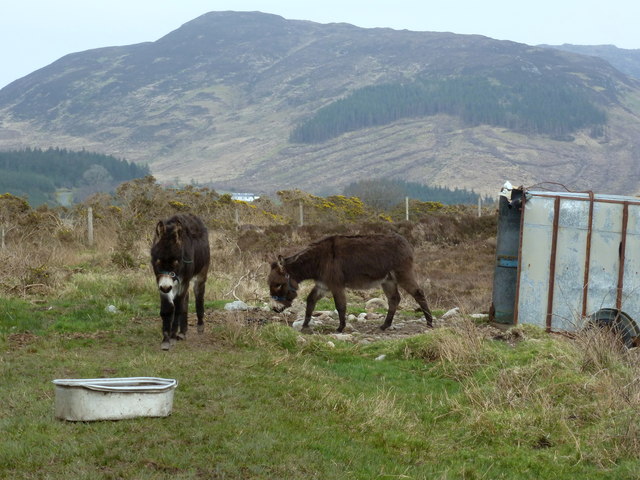 Glenmacinnive donkeys