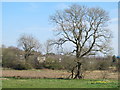 Fields south of Castle Hill