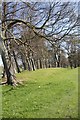 Trees between Pittville Park and Agg Gardner recreation ground