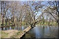 Tree over Pittville Lake