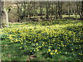 SE6598 : Farndale Daffodils by T  Eyre