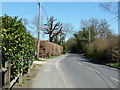 Pollarded Oak on Horsham Road