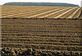 TA0118 : Potato Beds near Fox Covert Plantation by David Wright