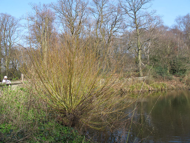 willow coppice