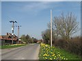 Foxton: roadside daffodils