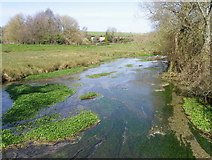 SU0425 : River Ebble, Broad Chalke - (4) by Maigheach-gheal