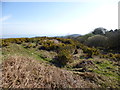 Godlingston Heath, scrubland