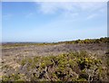 Godlingston Heath, heathland