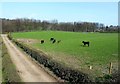 Cattle at Macrindlestone