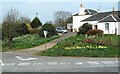 Daffodils at Cloyntie